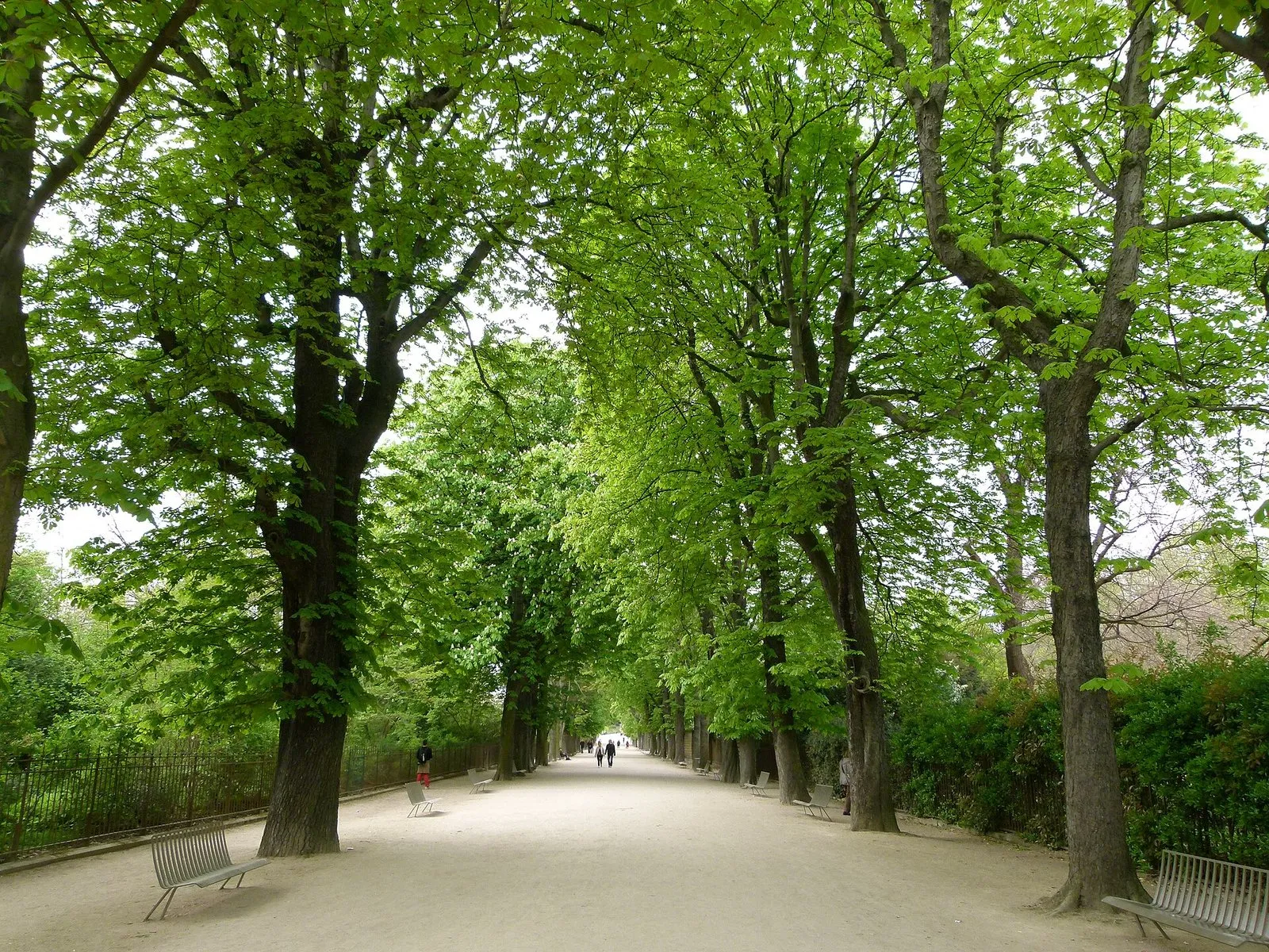 A tree-lined path in the Jardin des Plantes