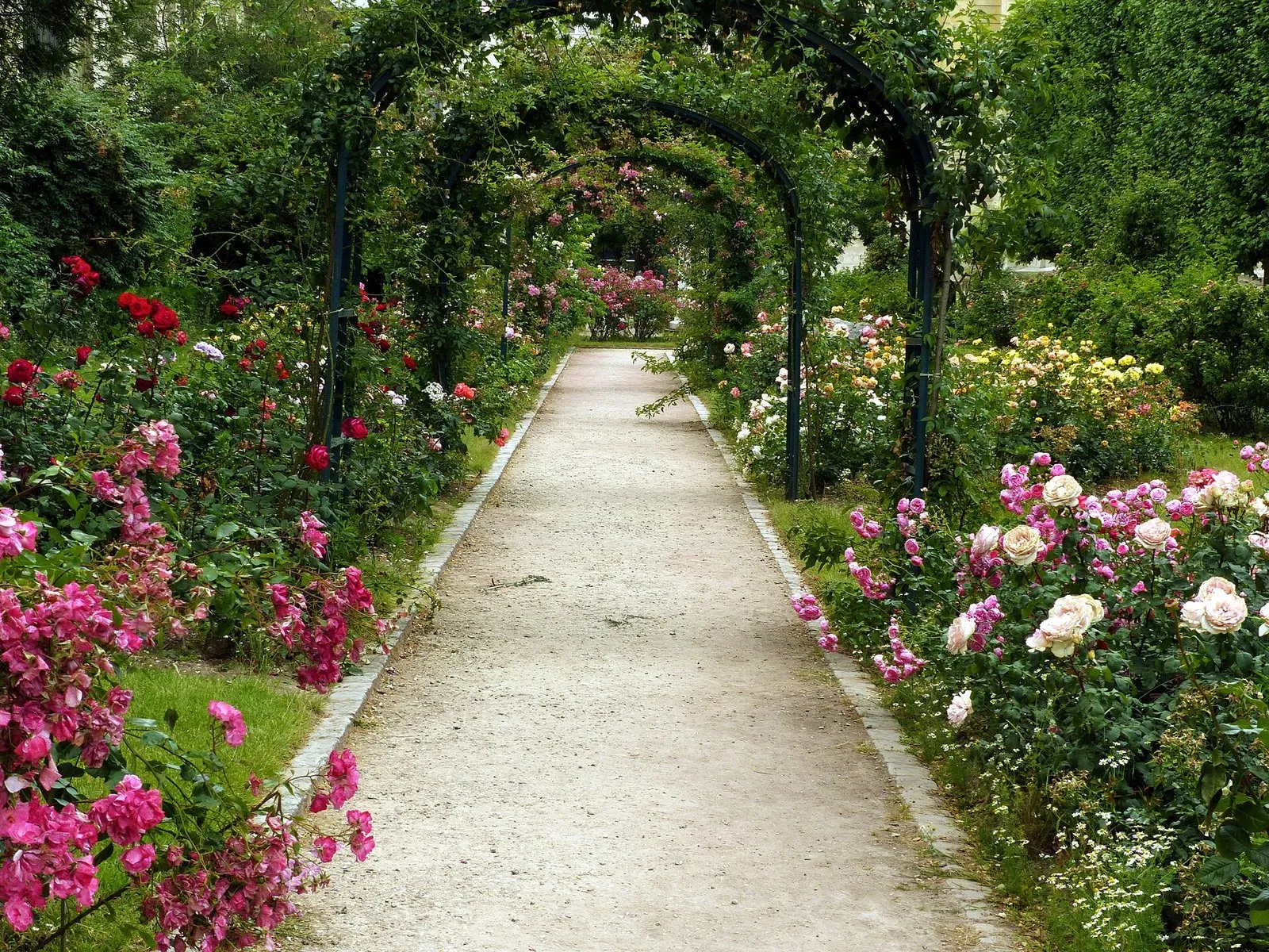 La roseraie du Jardin des Plantes