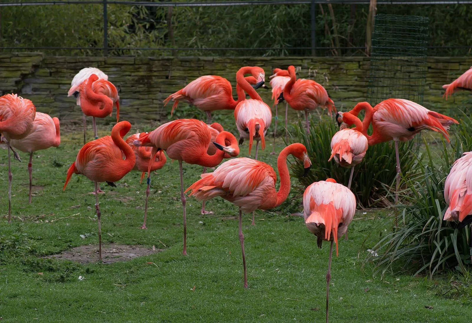 Des flamants à la Ménagerie du Jardin des Plantes