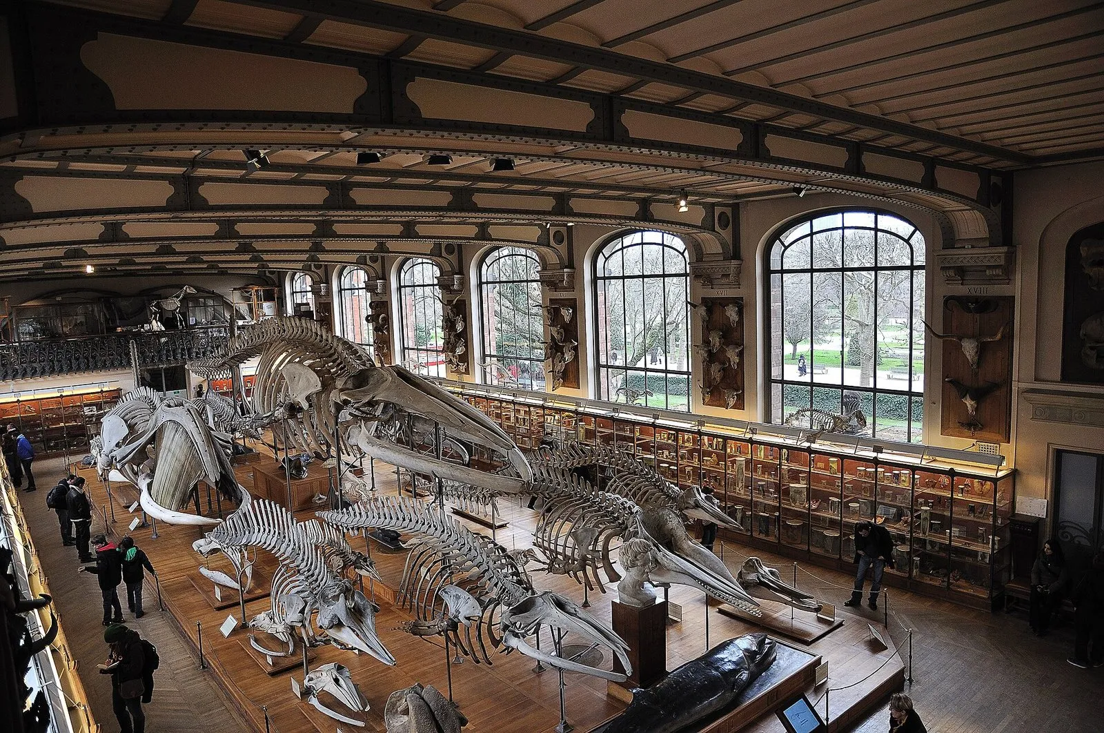 La galerie d’anatomie comparée du Muséum
